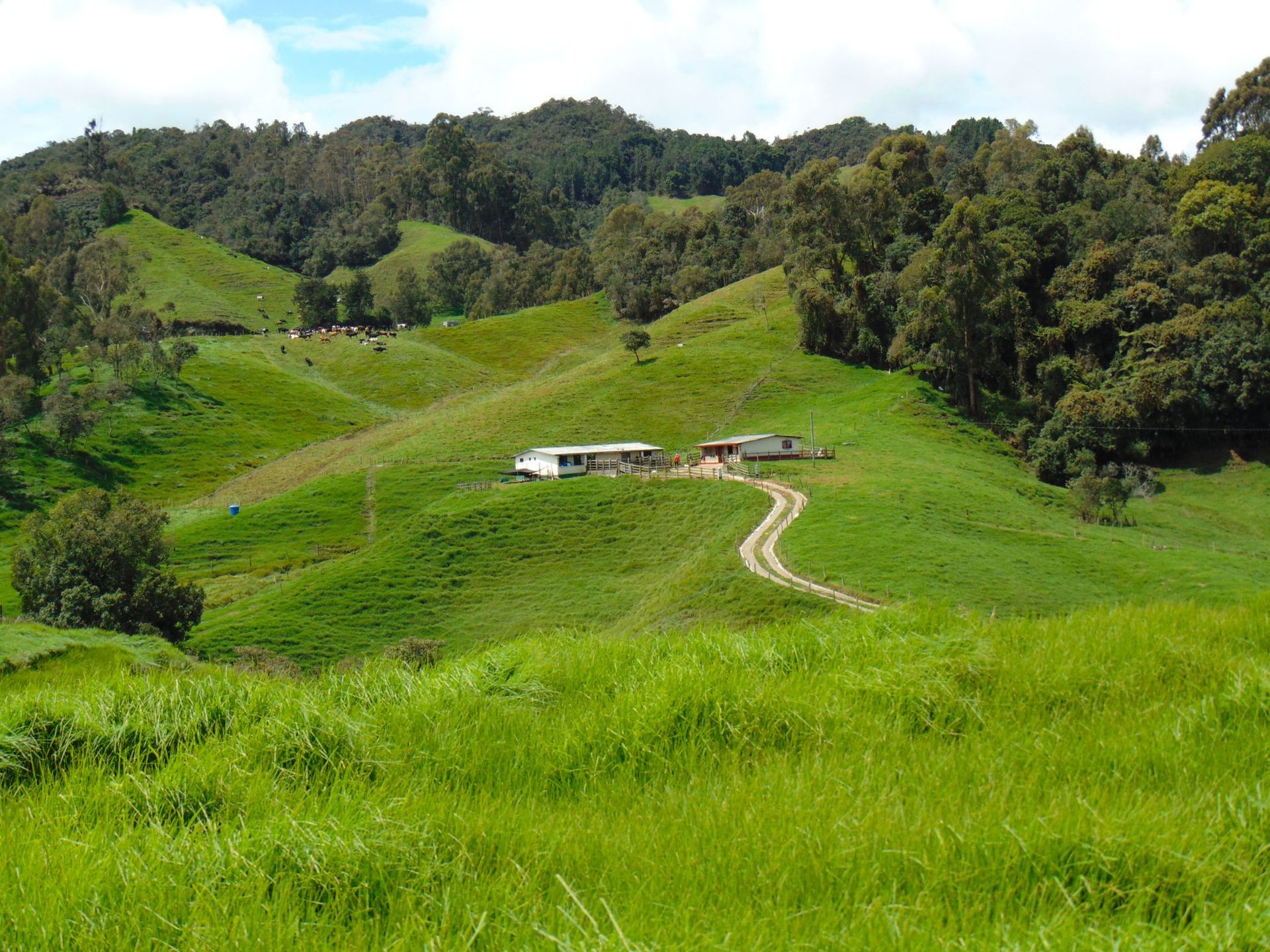 Rolling green hills with a farmhouse and winding dirt path surrounded by trees and grazing cattle.