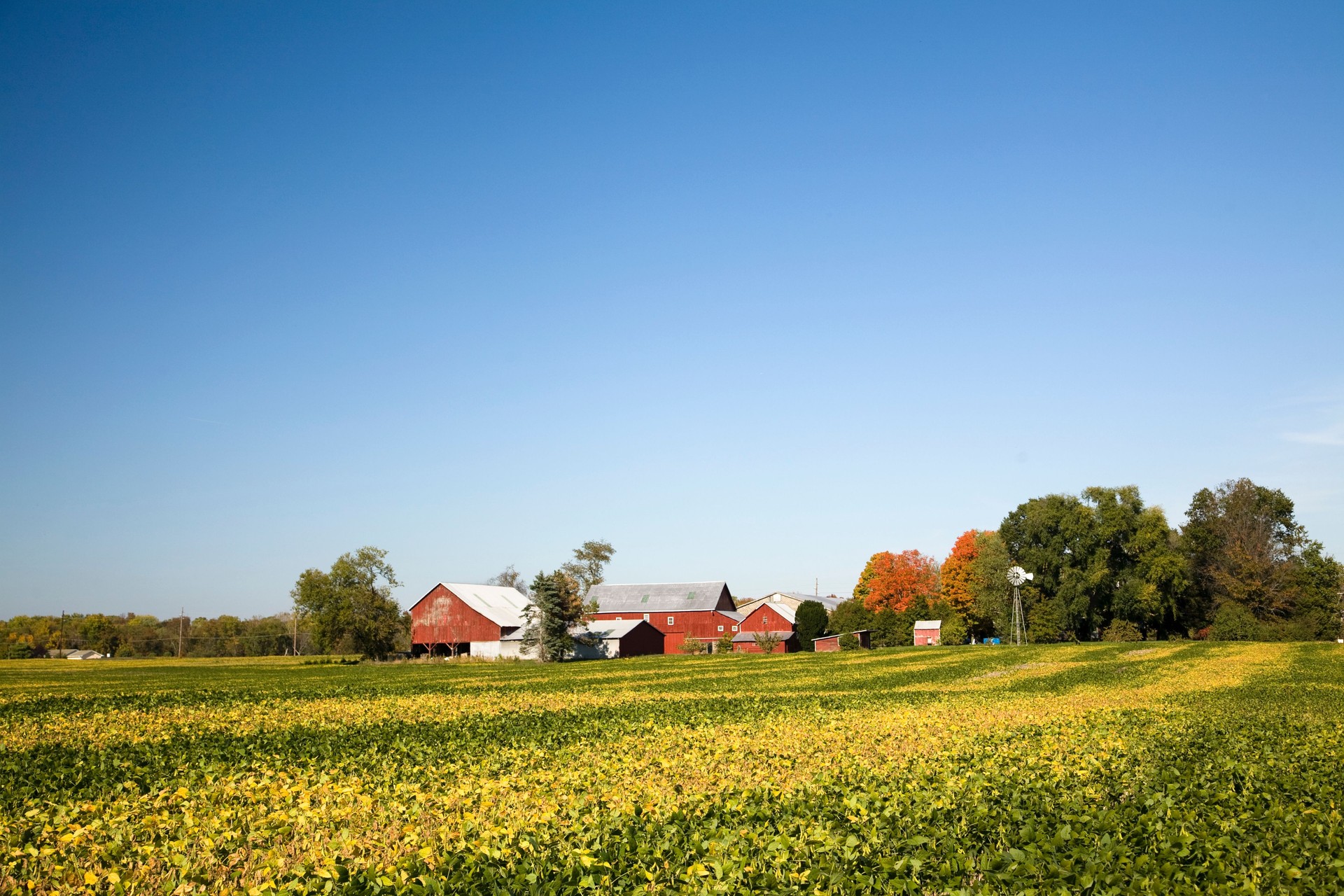 New Jersey Farm with Red Barns, Soybean Field, Blue Sky