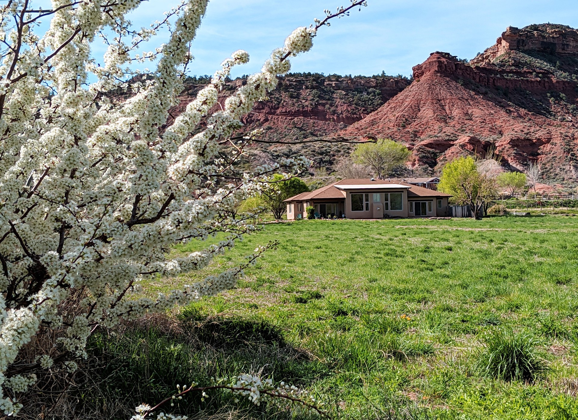 Spring blossoms on wild plum bushes in pastures below South Mesa in Rockville Utah